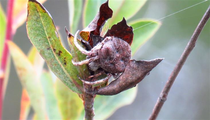 Araneus angulatus  - Portogallo